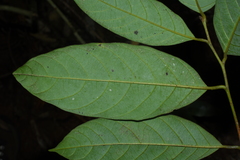 Cryptocarya