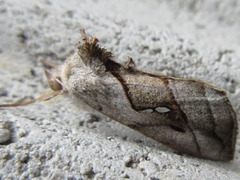 Macdunnoughia purissima