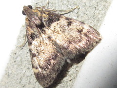 Lepidogma melanobasis