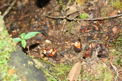 Mitrastemon yamamotoi