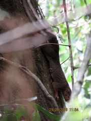 Heliosciurus rufobrachium