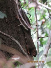 Heliosciurus rufobrachium