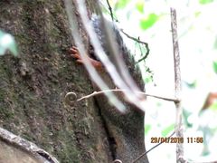 Heliosciurus rufobrachium