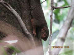 Heliosciurus rufobrachium