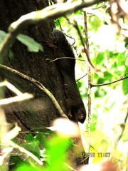 Heliosciurus rufobrachium