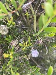 Melaleuca
