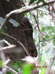 Heliosciurus rufobrachium