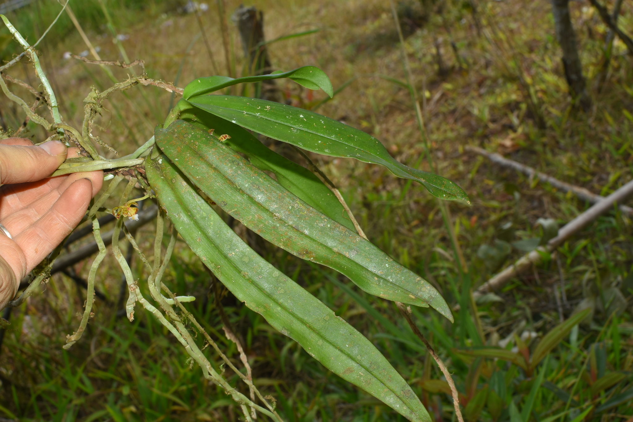 Gastrochilus calceolaris — ảnh 2