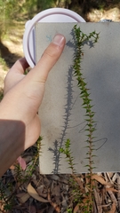 Epacris pulchella