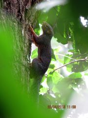 Heliosciurus rufobrachium