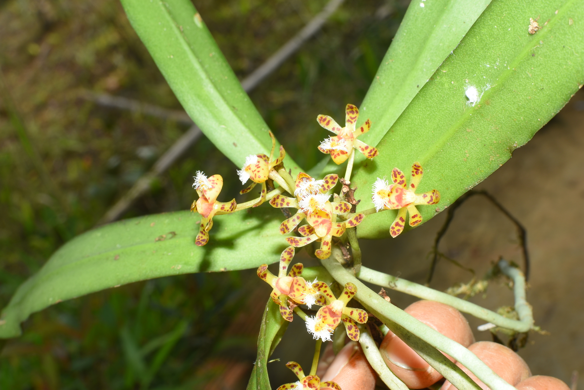 Gastrochilus calceolaris — ảnh 3