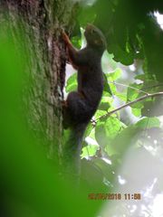 Heliosciurus rufobrachium