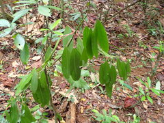 Daphniphyllum oldhami