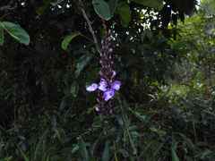 Macropsychanthus scabrus