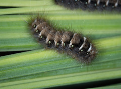 Pterolocera leucocera