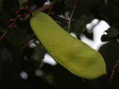 Macropsychanthus scabrus