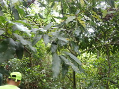 Beilschmiedia erythrophloia