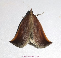 Zanclodes falculalis