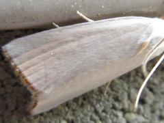 Pseudocatharylla simplex