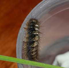 Pterolocera leucocera