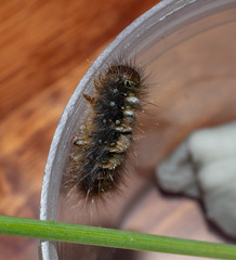 Pterolocera leucocera