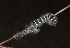 Pterolocera leucocera