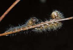 Pterolocera leucocera