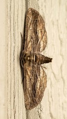 Holochroa dissociarius