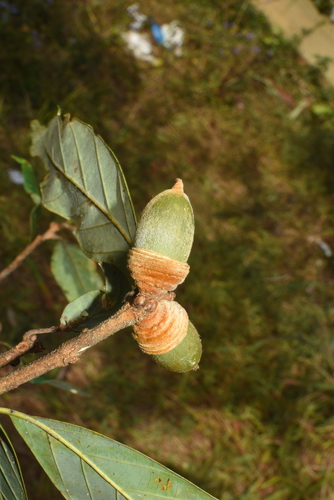Quercus blaoensis