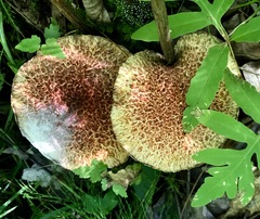 Hypomyces completus