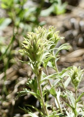 Castilleja nana