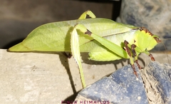 Cnemidophyllum lineatum