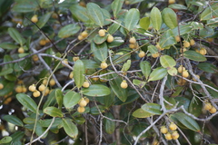 Davilla flexuosa