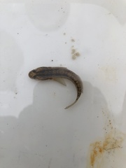 Tridentiger trigonocephalus