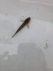 Tridentiger trigonocephalus