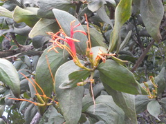 Psittacanthus schiedeanus