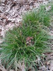 Carex granularis granularis