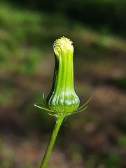 Erechtites hieraciifolius image