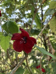 Hibiscus uncinellus