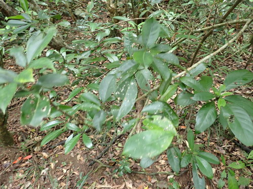 Psychotria rubra iNat (2)
