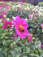 Bombus