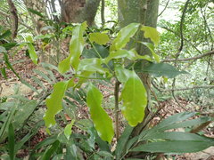 Beilschmiedia erythrophloia