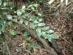 Putranjiva formosana