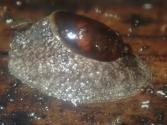 Schizoglossa