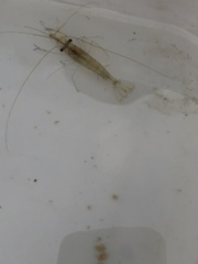 Palaemon macrodactylus