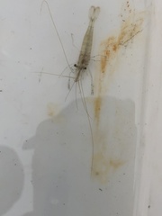 Palaemon macrodactylus