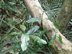 Beilschmiedia erythrophloia