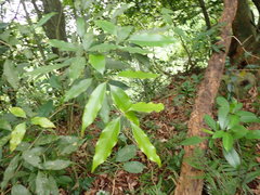 Beilschmiedia erythrophloia