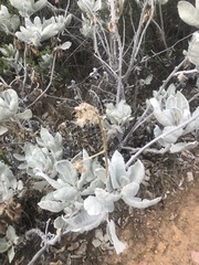 Eriodictyon tomentosum