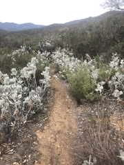 Eriodictyon tomentosum